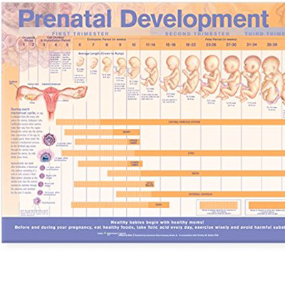Poster laminado   prenatal