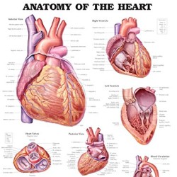 Poster laminado medidas 66 cm x 51 cm anatomia corazon