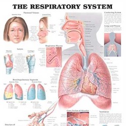 Poster laminado medidas 66 cm x 51 cm sistema respiratorio