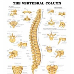 Poster laminado medidas 66 cm x 51 cm columna vertebral